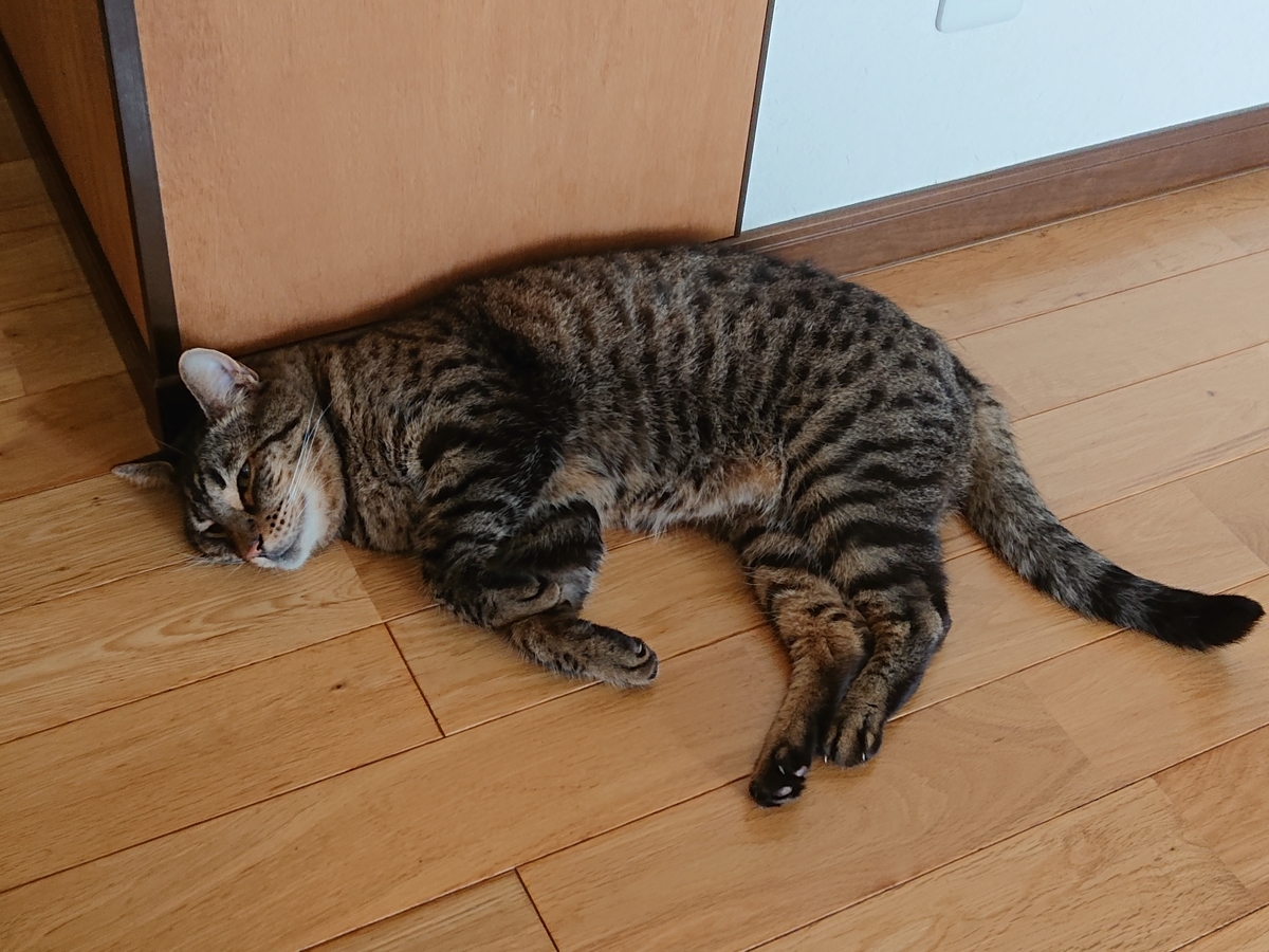 f:id:nekonohanashi:20210829121313j:plain:w350