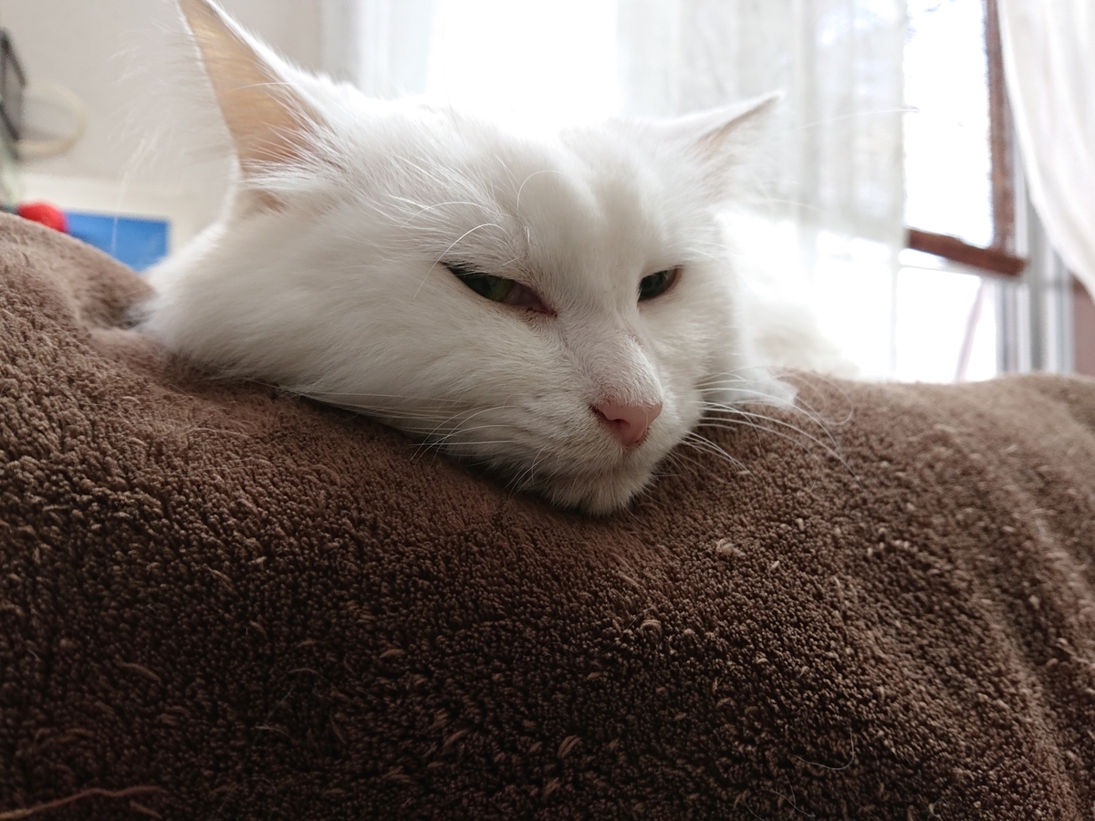 f:id:nekonohanashi:20210921060903j:plain:w350