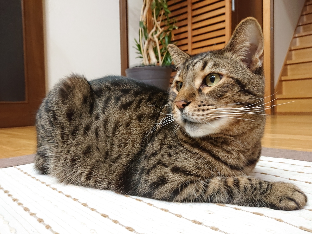 f:id:nekonohanashi:20211002185838j:plain:w350