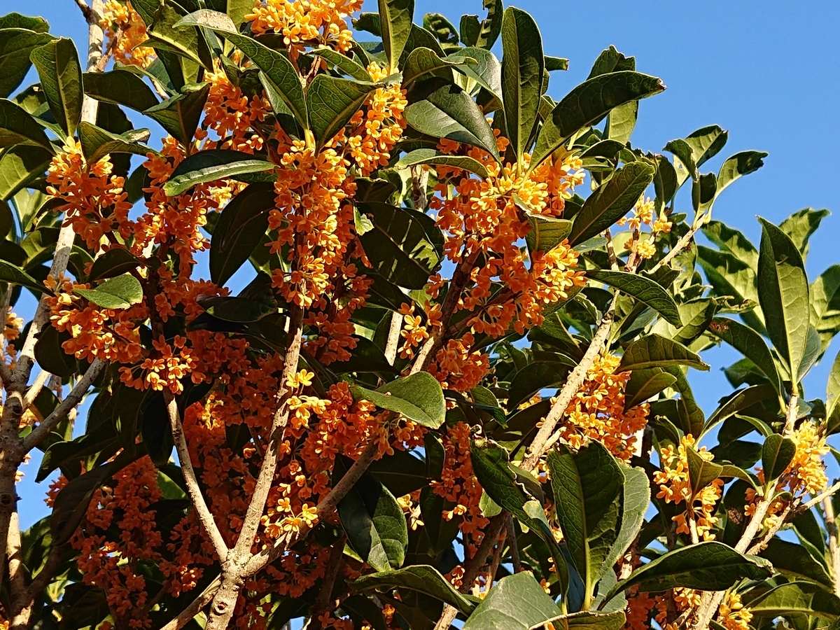 f:id:nekonohanashi:20211004162635j:plain:w350