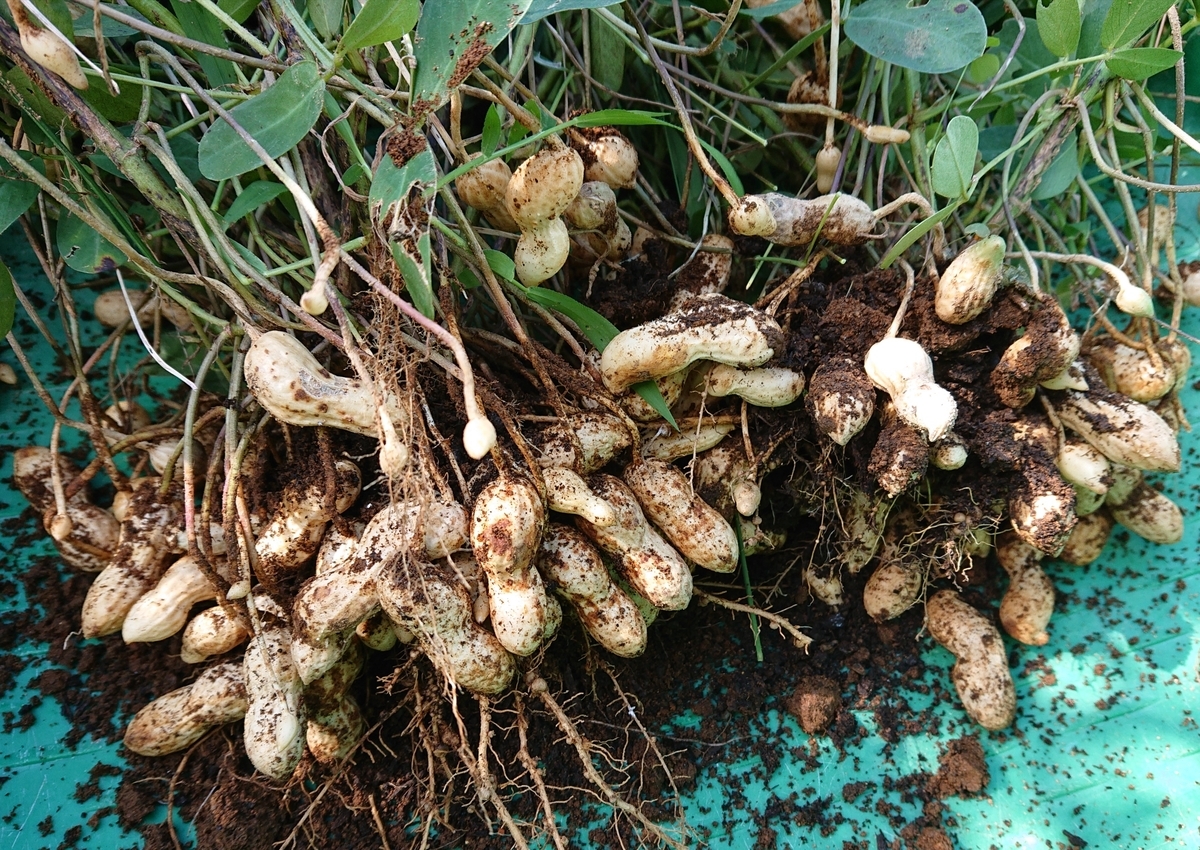 f:id:nekonohanashi:20211004163815j:plain:w350