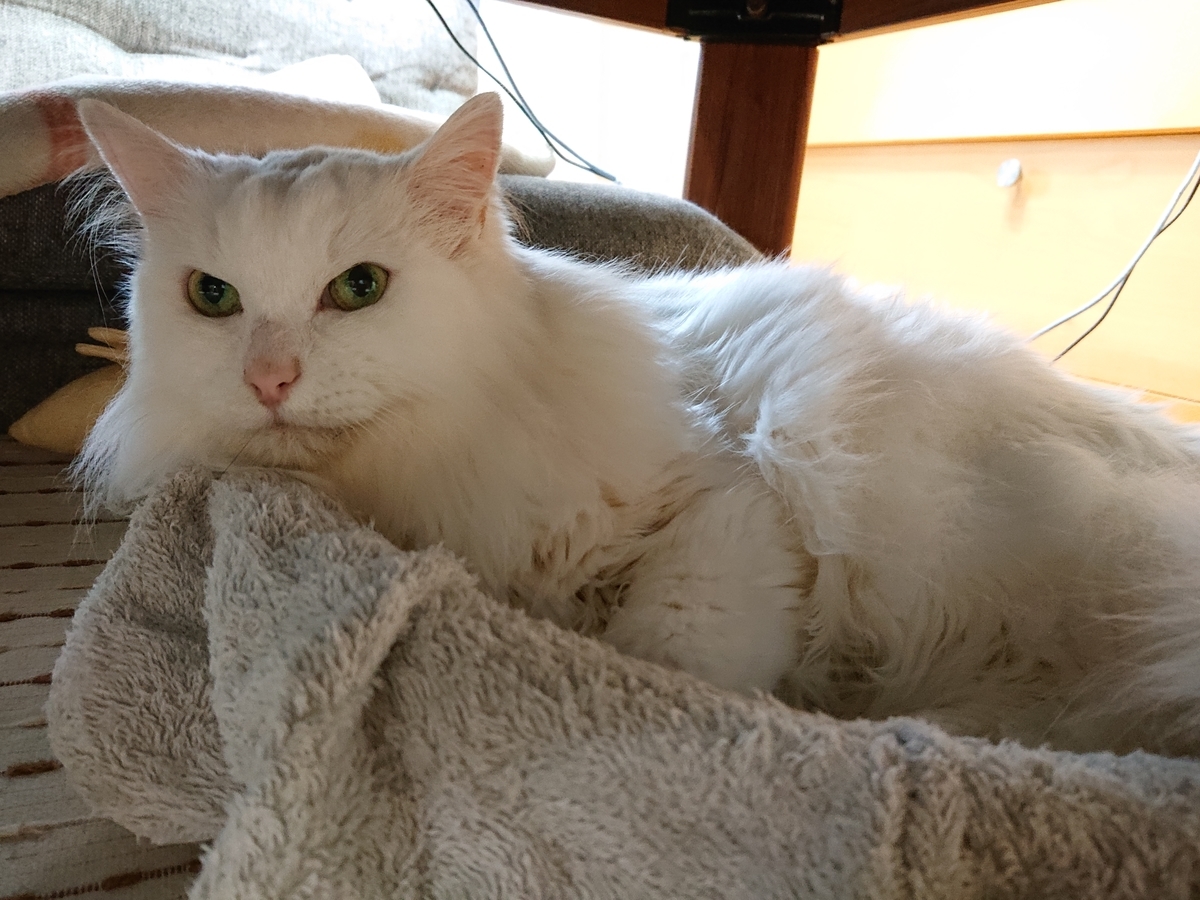 f:id:nekonohanashi:20211004171016j:plain:w350