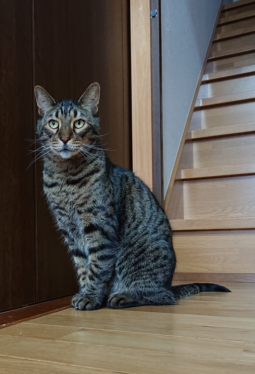 f:id:nekonohanashi:20211004171110j:plain:w300