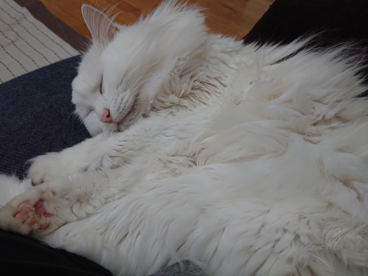 f:id:nekonohanashi:20211008072701j:plain:w350