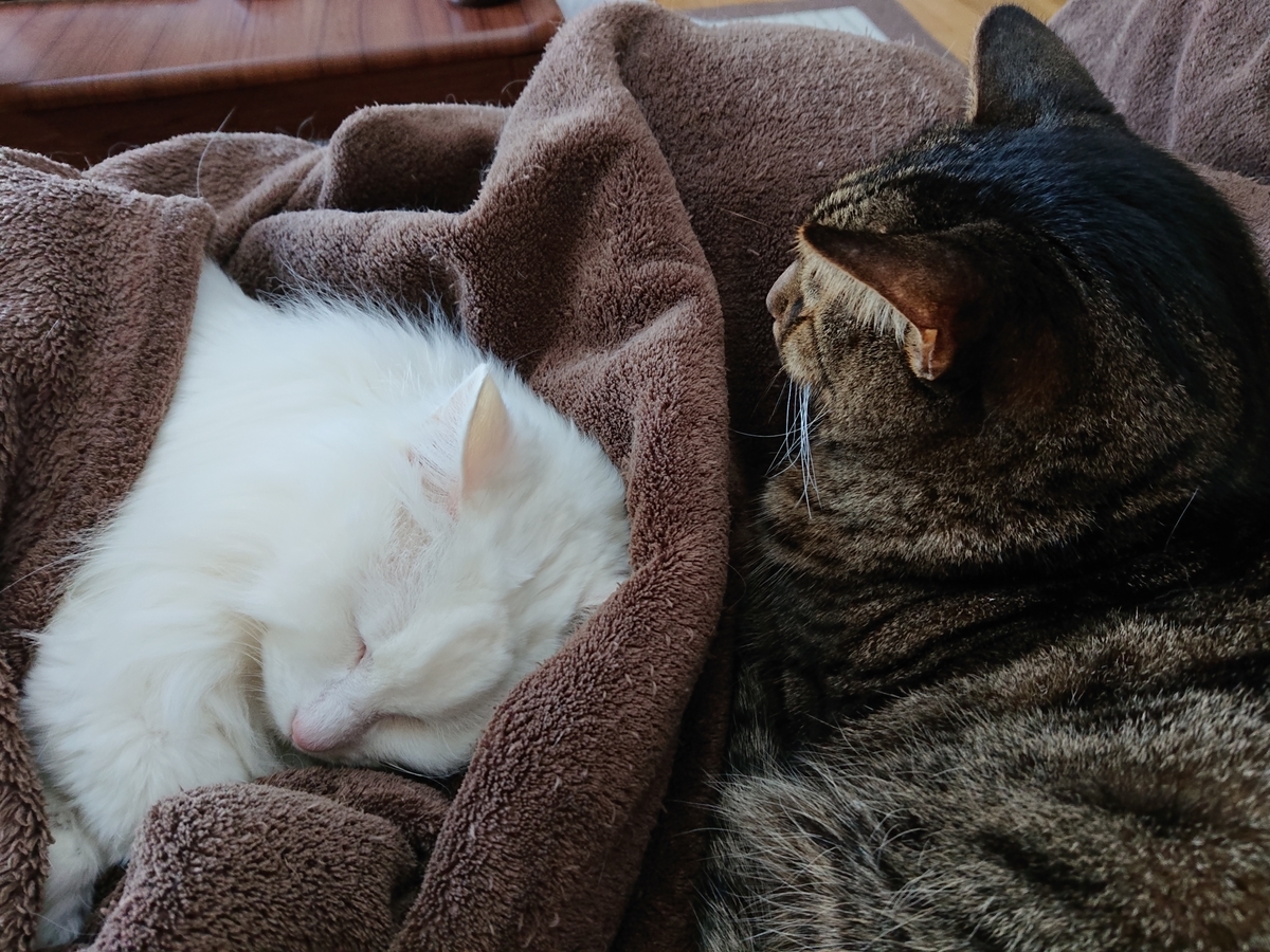 f:id:nekonohanashi:20211029074809j:plain:w450