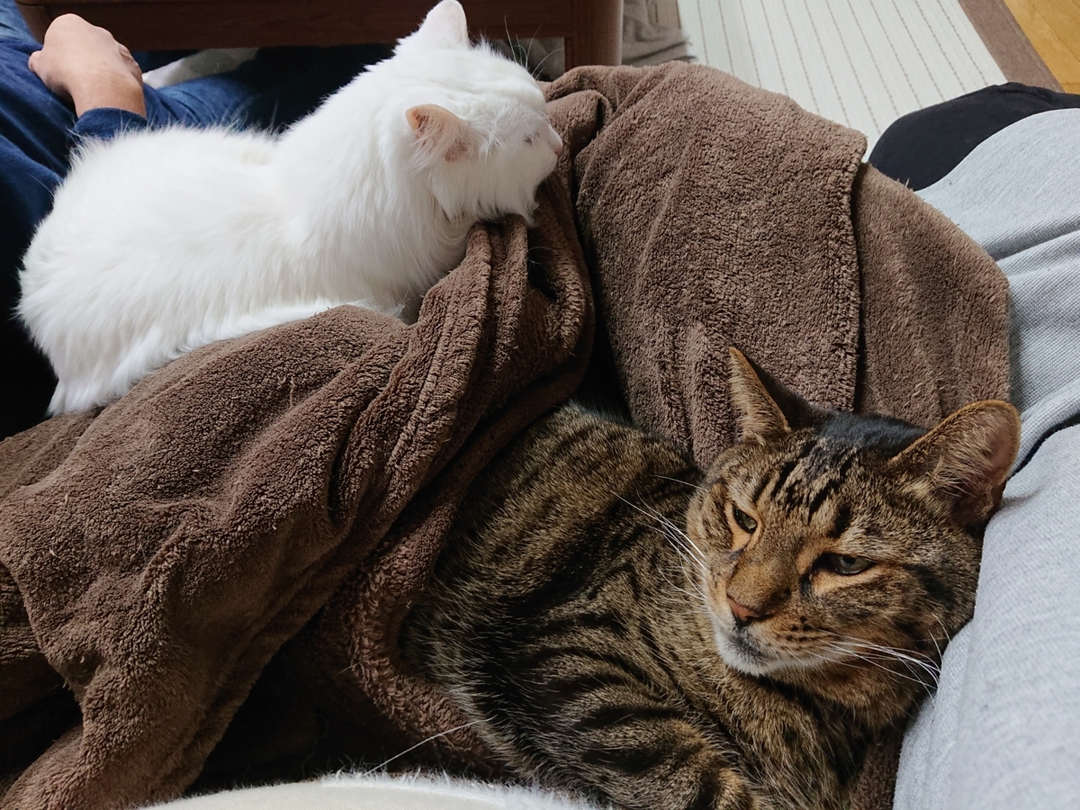 f:id:nekonohanashi:20211030191933j:plain:w450