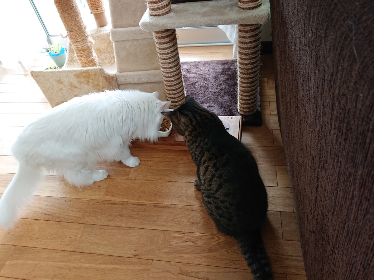 f:id:nekonohanashi:20211031112428j:plain