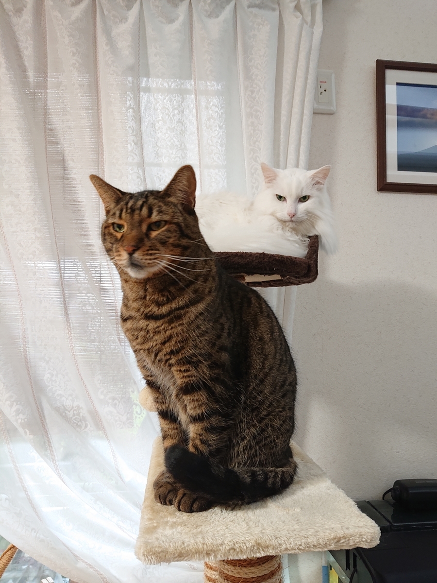 f:id:nekonohanashi:20211031114505j:plain:w350