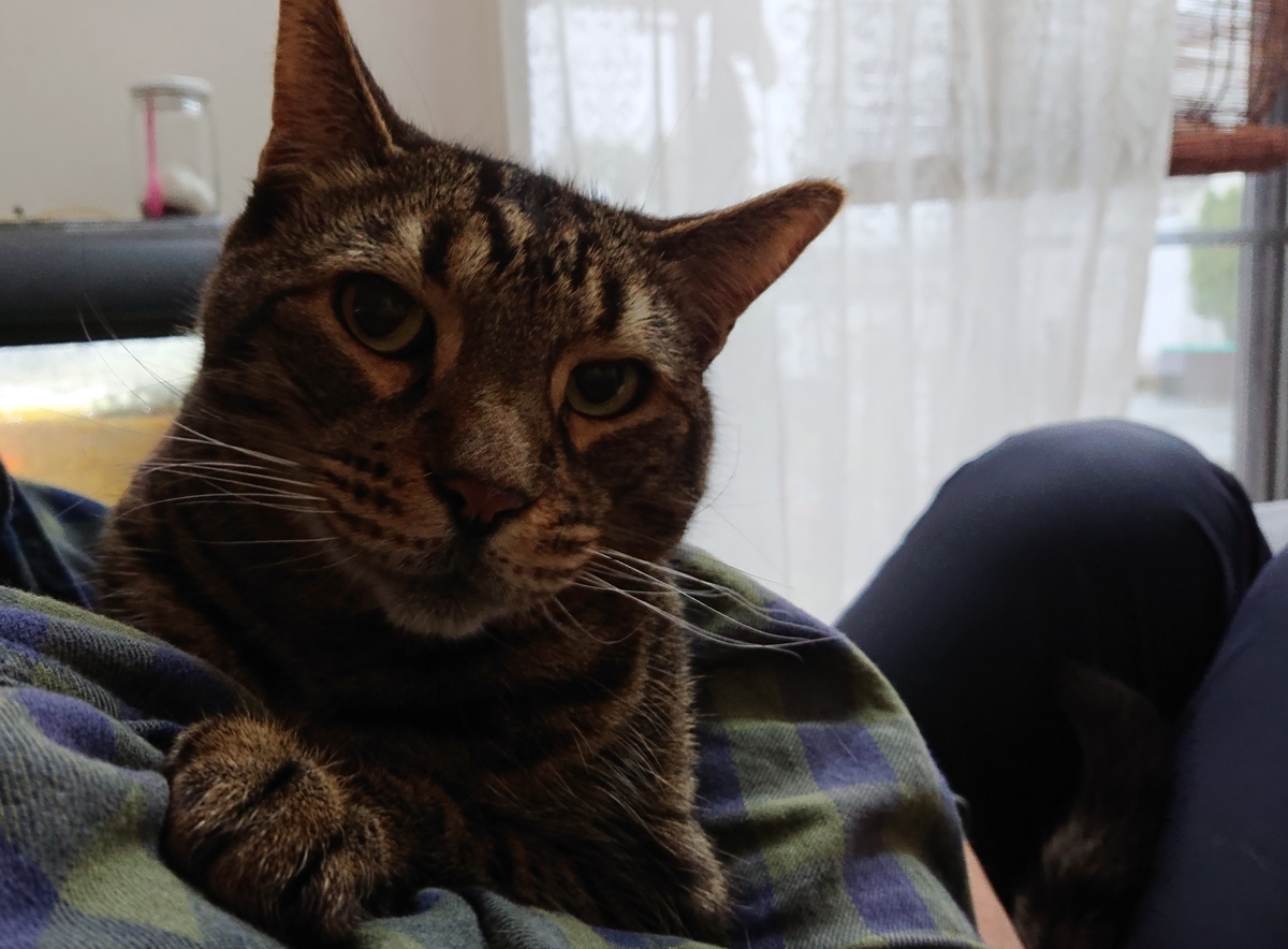 f:id:nekonohanashi:20211209201345j:plain:w450