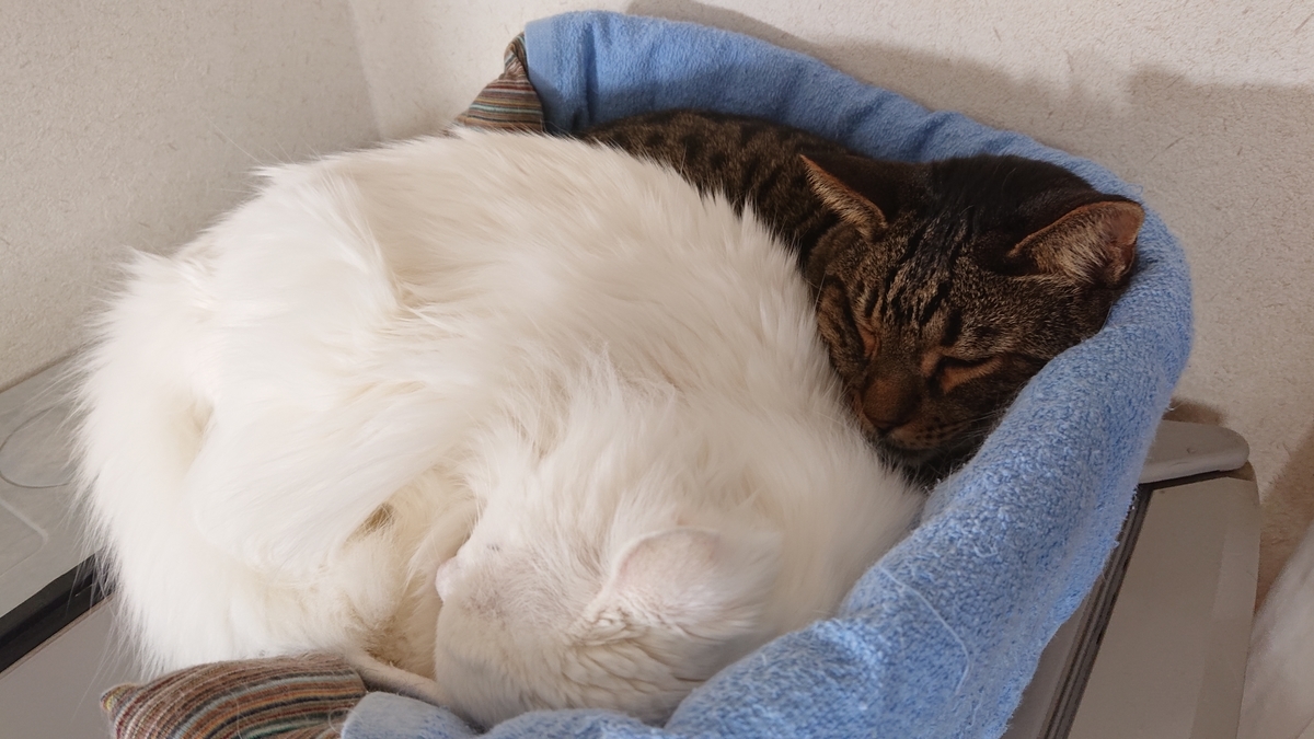 f:id:nekonohanashi:20220102192121j:plain:w480