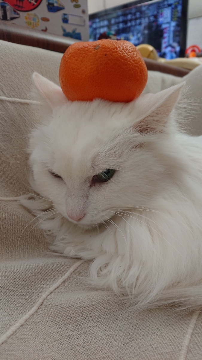 f:id:nekonohanashi:20220103212928j:plain:w350