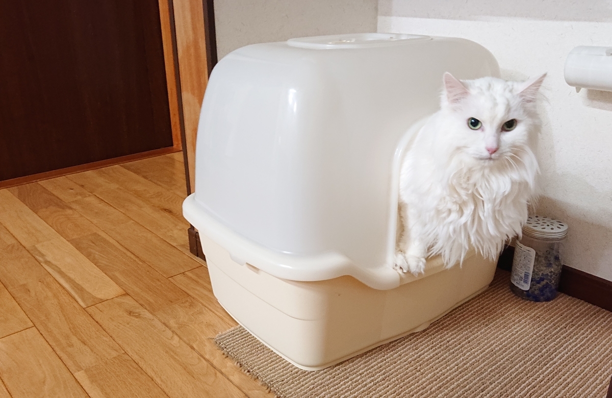 f:id:nekonohanashi:20220115101128j:plain:w450