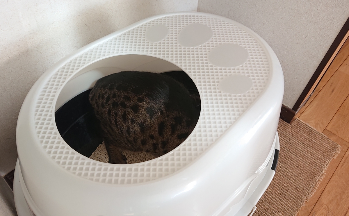 f:id:nekonohanashi:20220115102505j:plain:w450