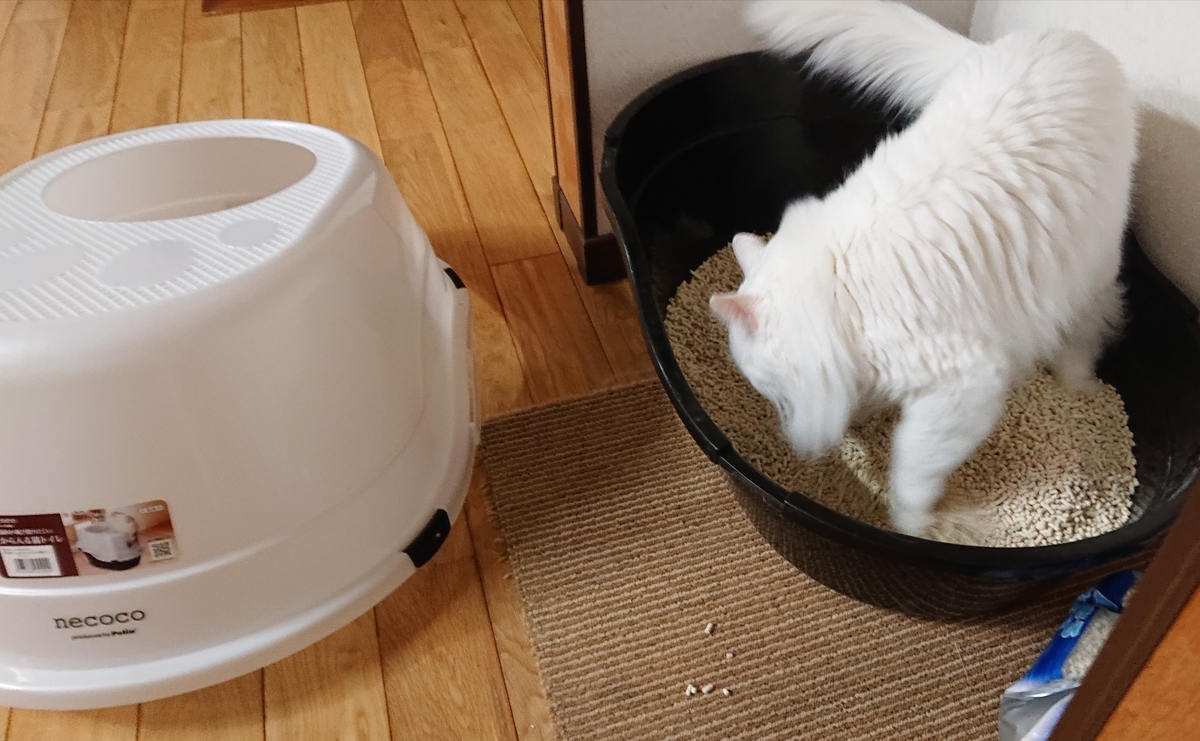 f:id:nekonohanashi:20220115103031j:plain:w450