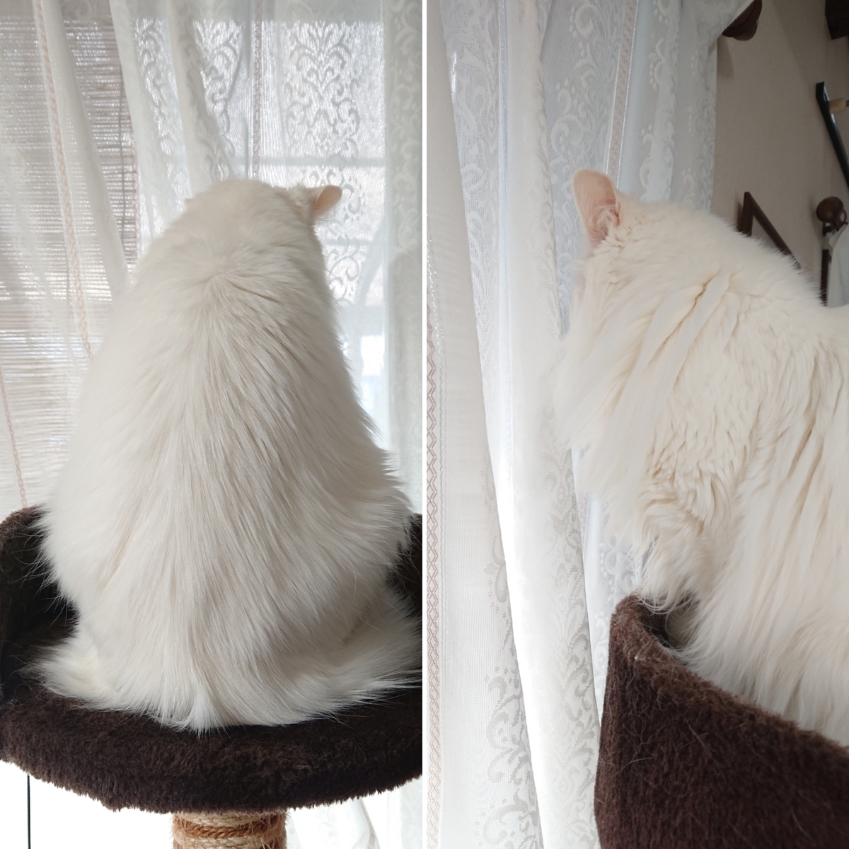 f:id:nekonohanashi:20220115103613j:plain:w350