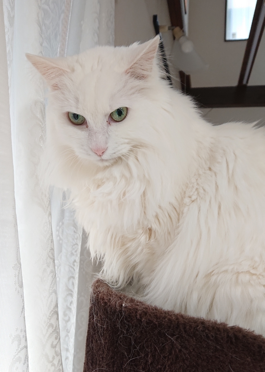 f:id:nekonohanashi:20220115103748j:plain:w300