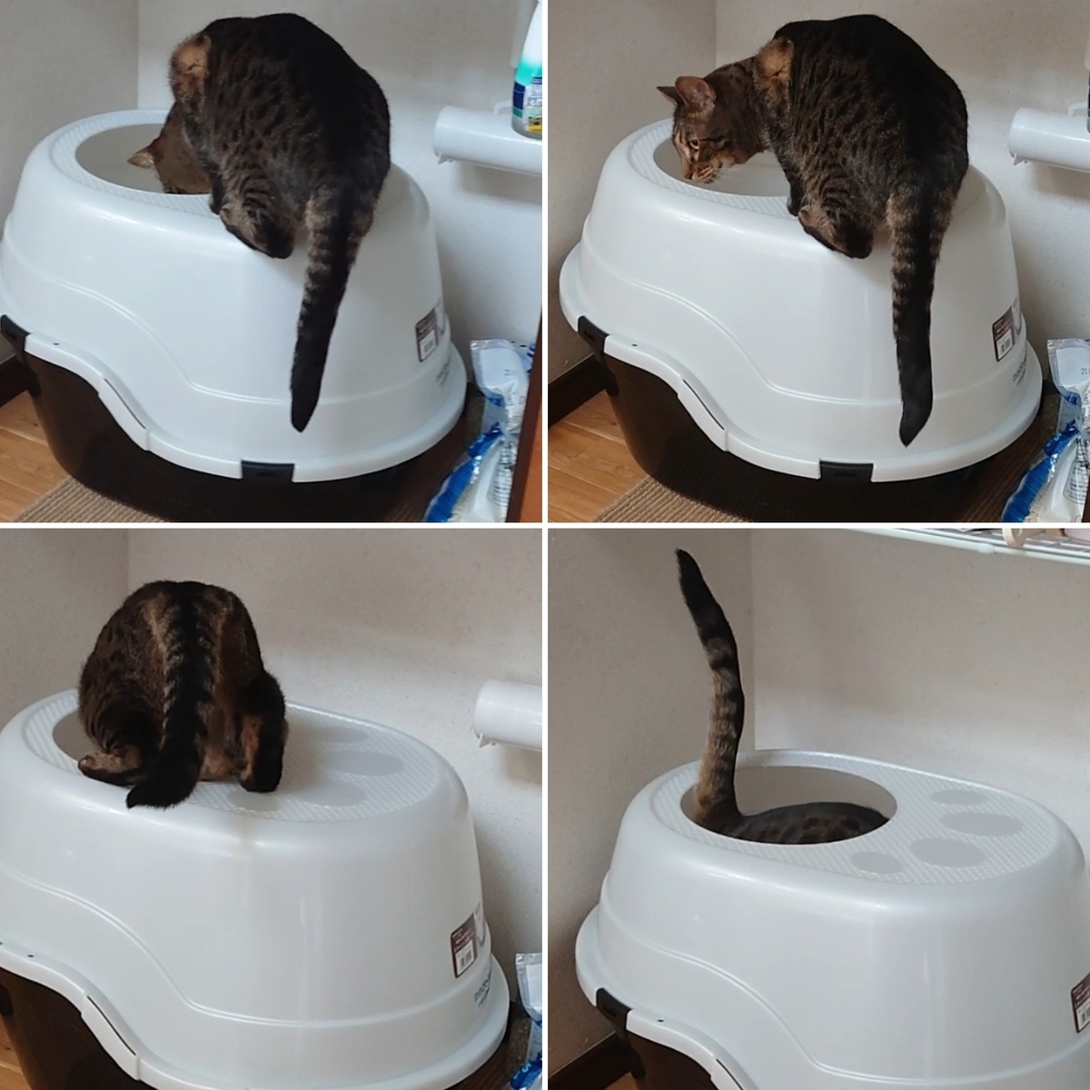 f:id:nekonohanashi:20220115212502j:plain:w350