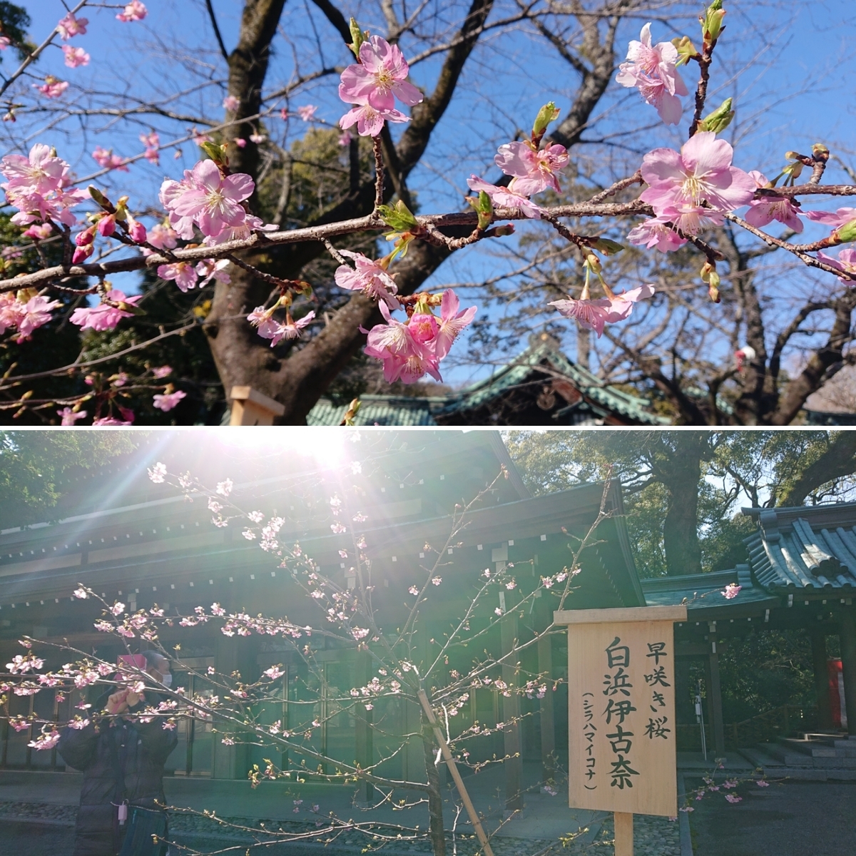 f:id:nekonohanashi:20220223094124j:plain:w350