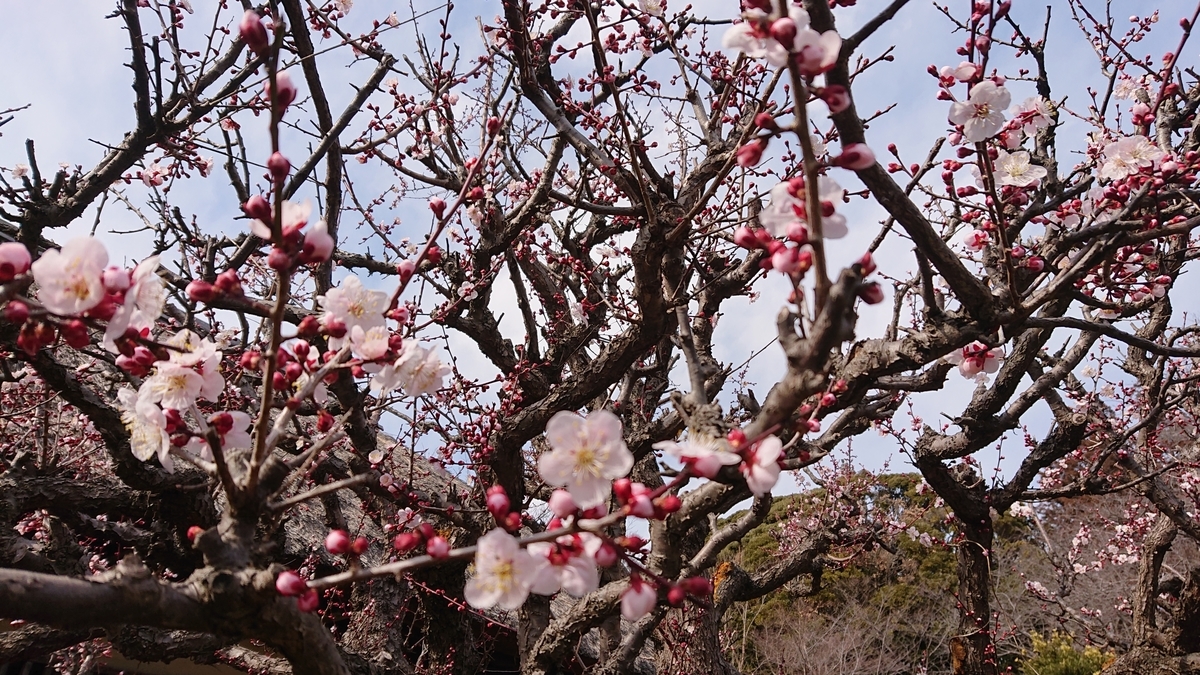 f:id:nekonohanashi:20220306132043j:plain:w450