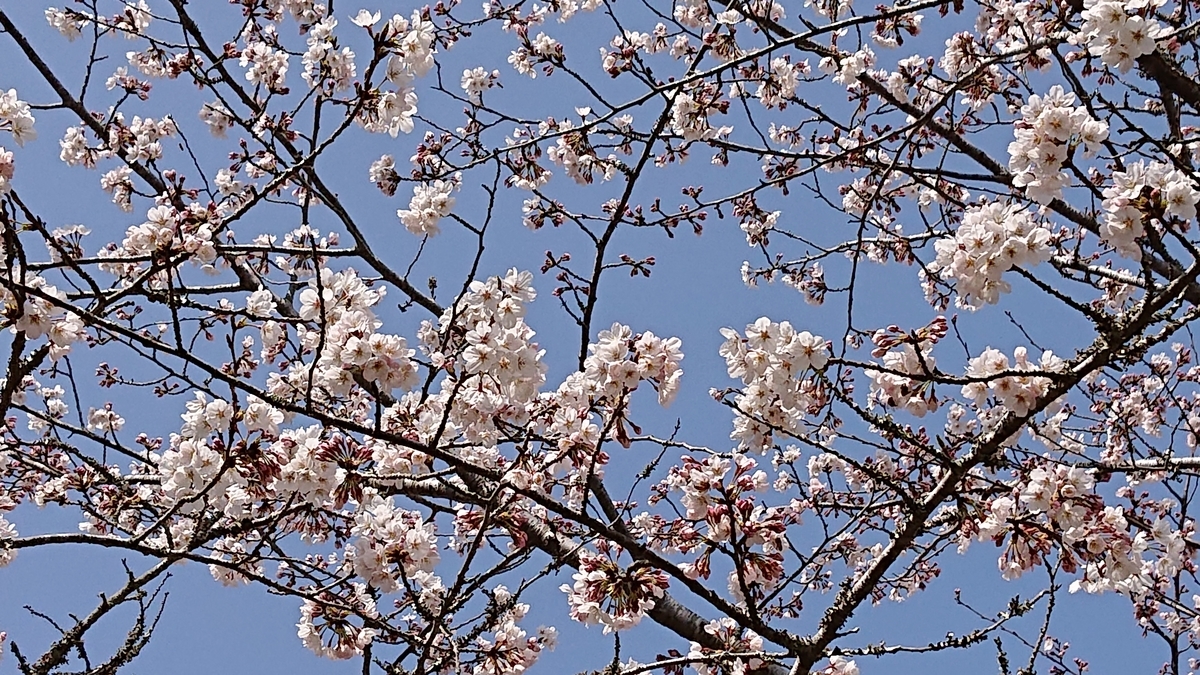 f:id:nekonohanashi:20220325103416j:plain:w480
