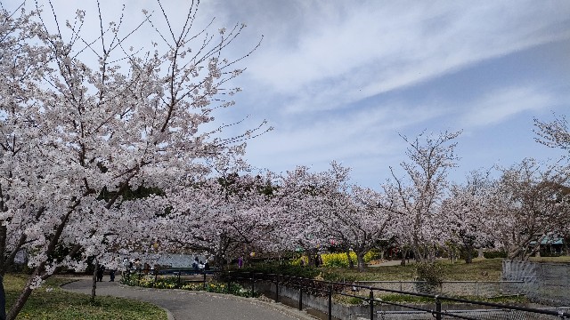 f:id:nekonohanashi:20220331220656j:image