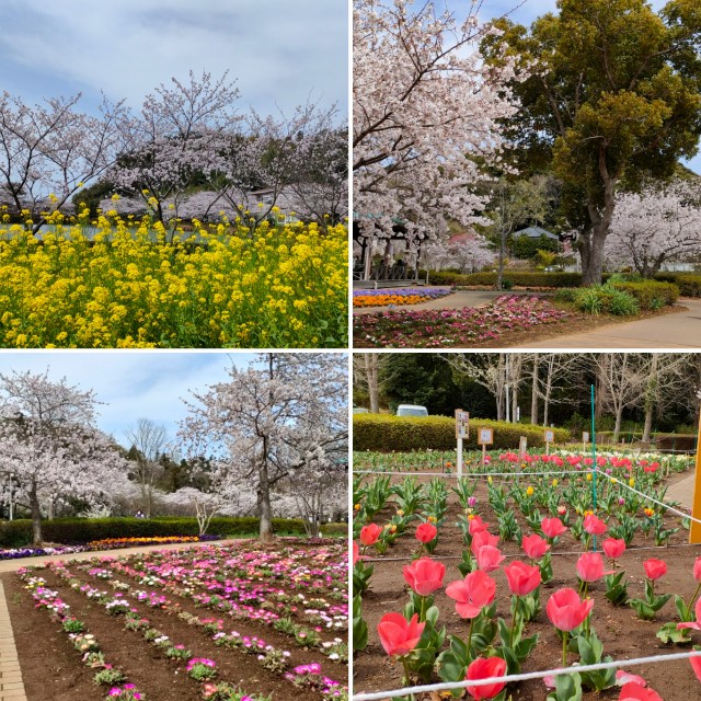 f:id:nekonohanashi:20220331221003j:image