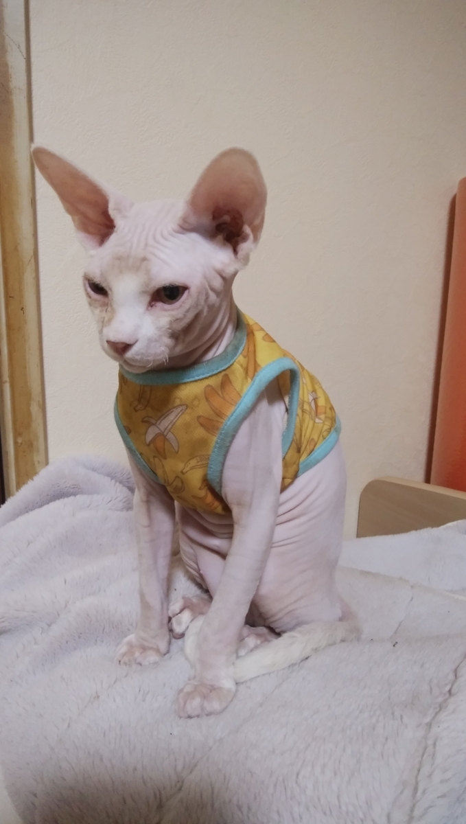 f:id:nekonohimomi:20191004204128j:plain f:id:nekonohimomi:20191004204128j:plain