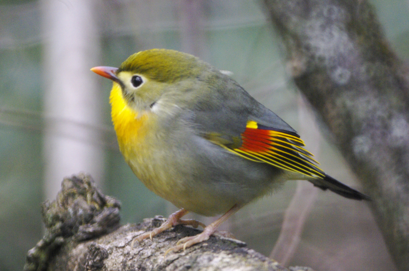 派手な鳥 鳥見ing 派手な鳥 鳥見ing