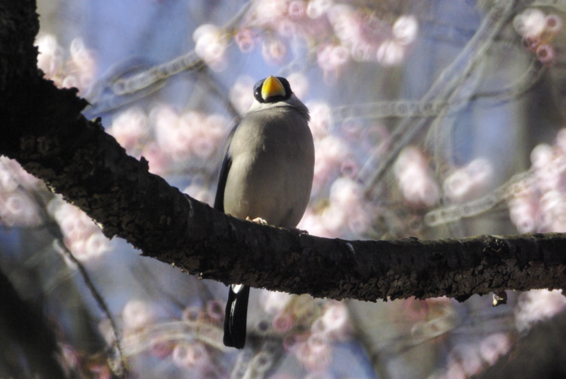 f:id:nekonome4:20100318142613j:image