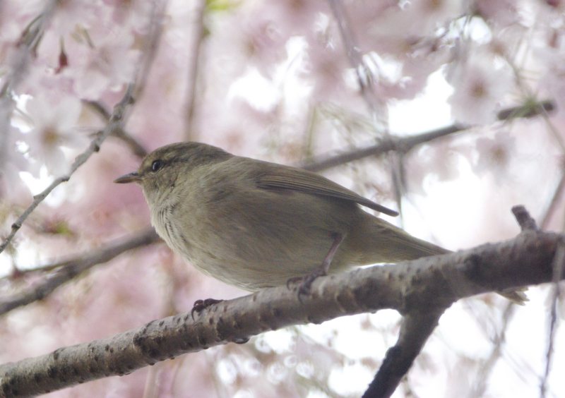 f:id:nekonome4:20100415154256j:image