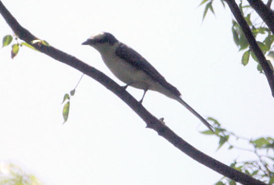 f:id:nekonome4:20110430180441j:image