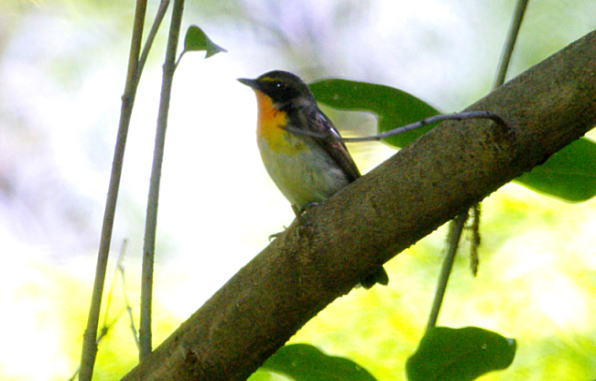 f:id:nekonome4:20110430181149j:image:left