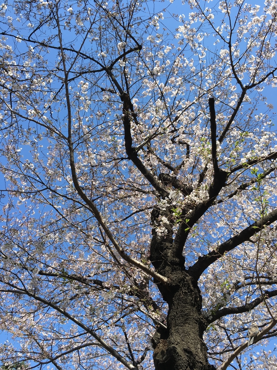 f:id:nekonoonaka:20190408134622j:plain f:id:nekonoonaka:20190408134622j:plain
