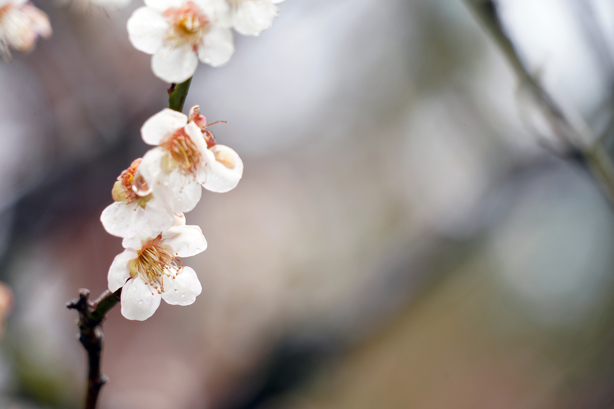 f:id:nekontaex:20190322111705j:plain f:id:nekontaex:20190322111705j:plain