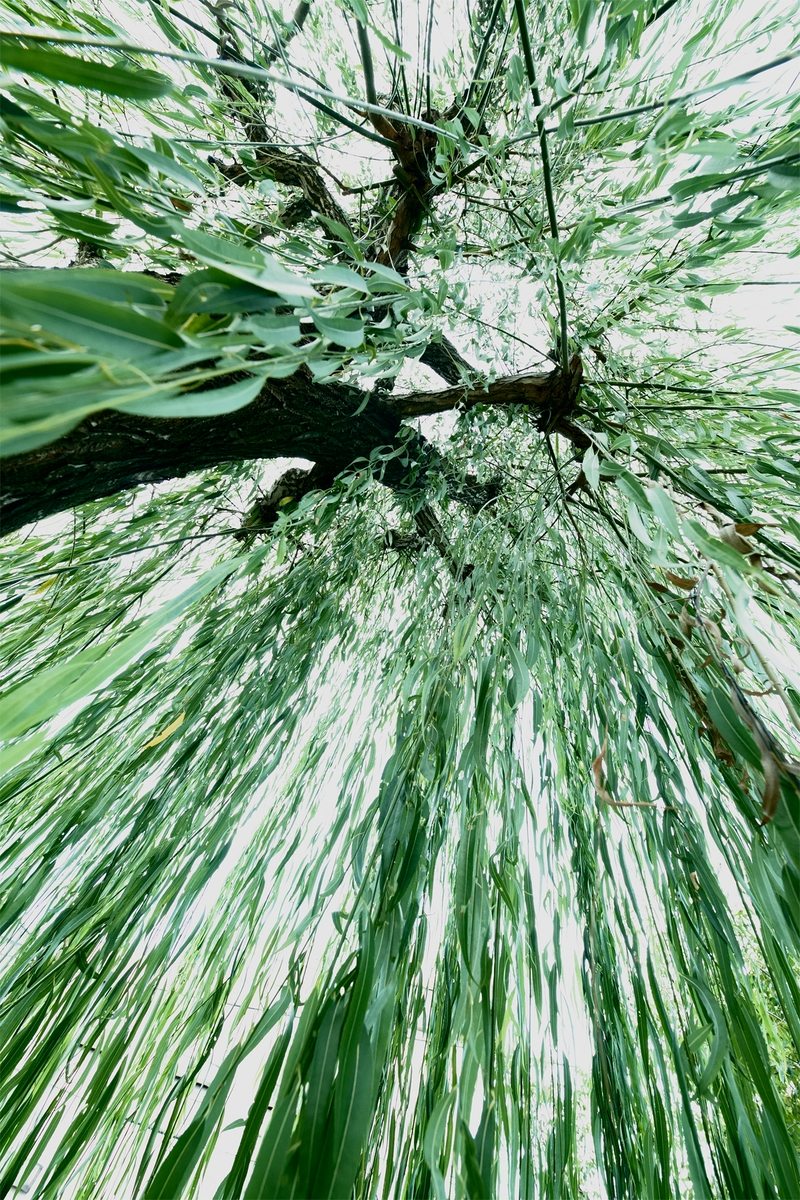 f:id:nekontaex:20210816133834j:plain