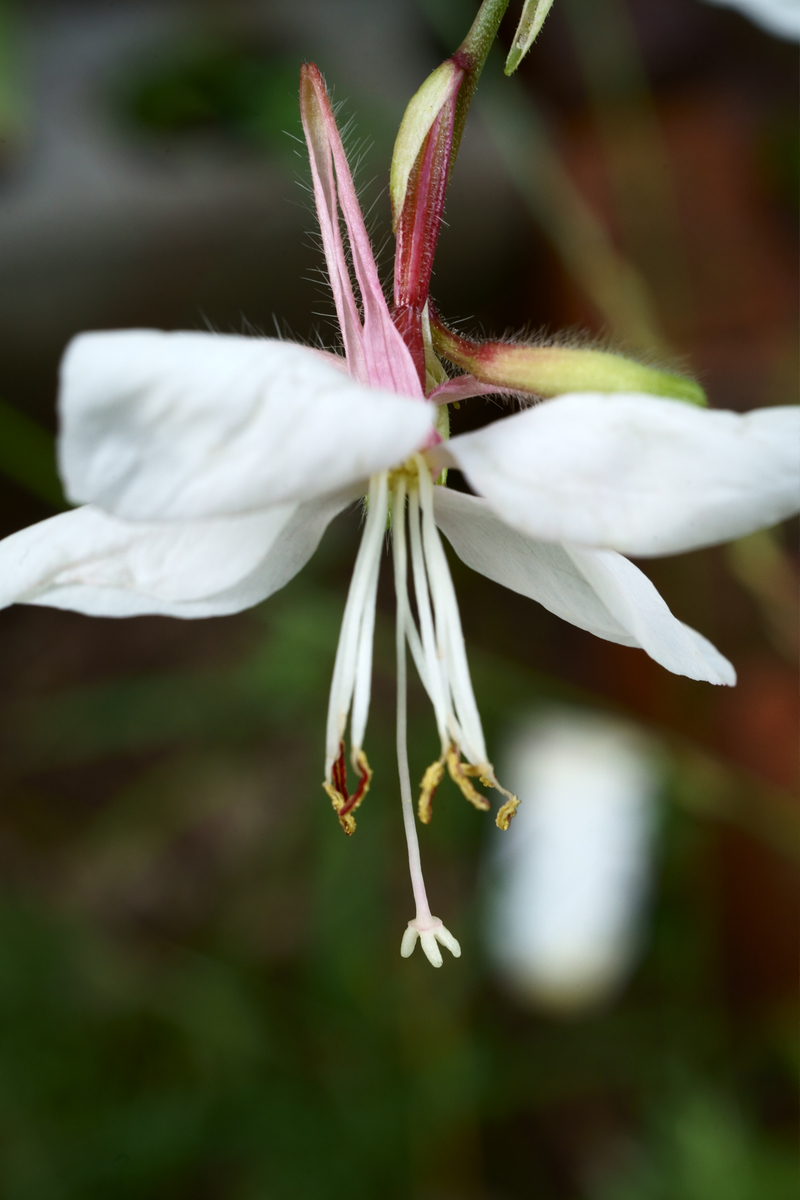 f:id:nekontaex:20210816134019j:plain