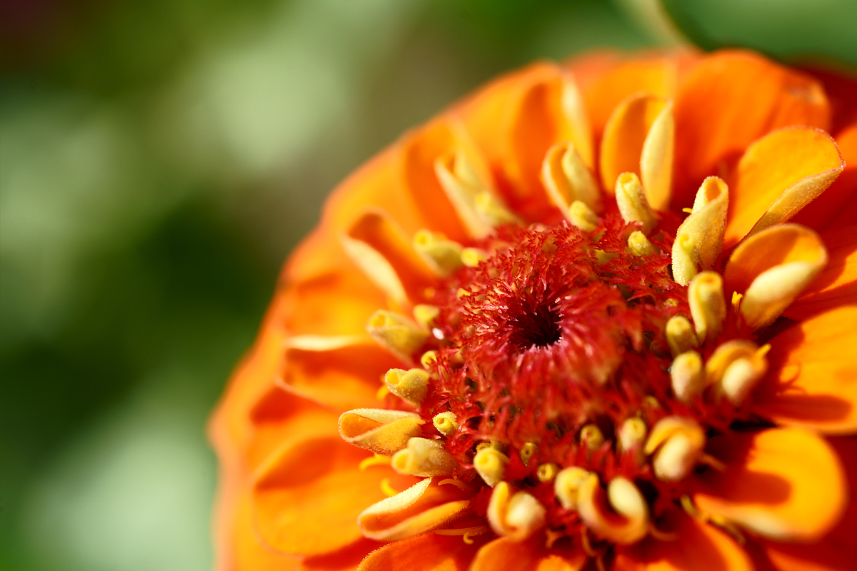 f:id:nekontaex:20210816134114j:plain