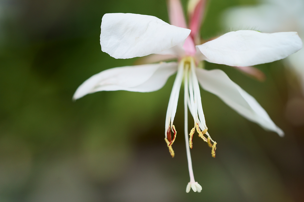 f:id:nekontaex:20210816134244j:plain