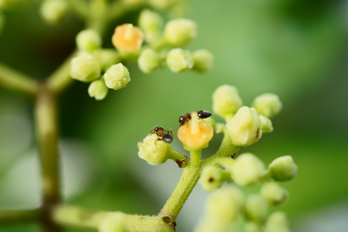 f:id:nekontaex:20210816134313j:plain