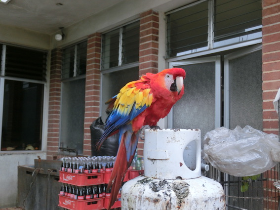 f:id:nekontan:20160621212059j:plain f:id:nekontan:20160621212059j:plain