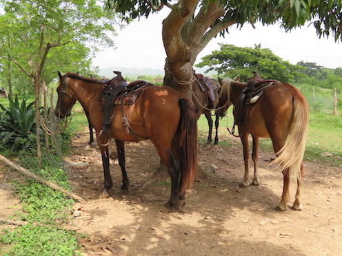 f:id:nekontan:20161012115855j:plain