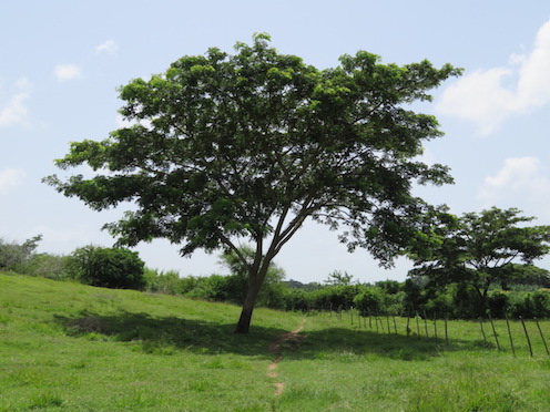 f:id:nekontan:20161012120001j:plain