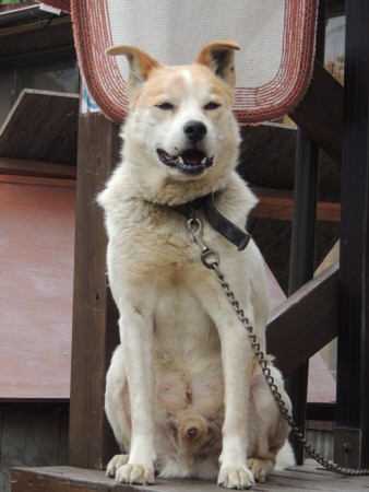 f:id:nekonyao:20130610145844j:image
