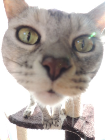 f:id:nekonyao:20140119155414j:image