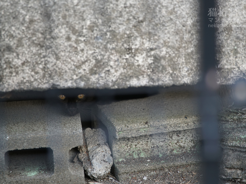 f:id:nekoore:20181103093403j:plain