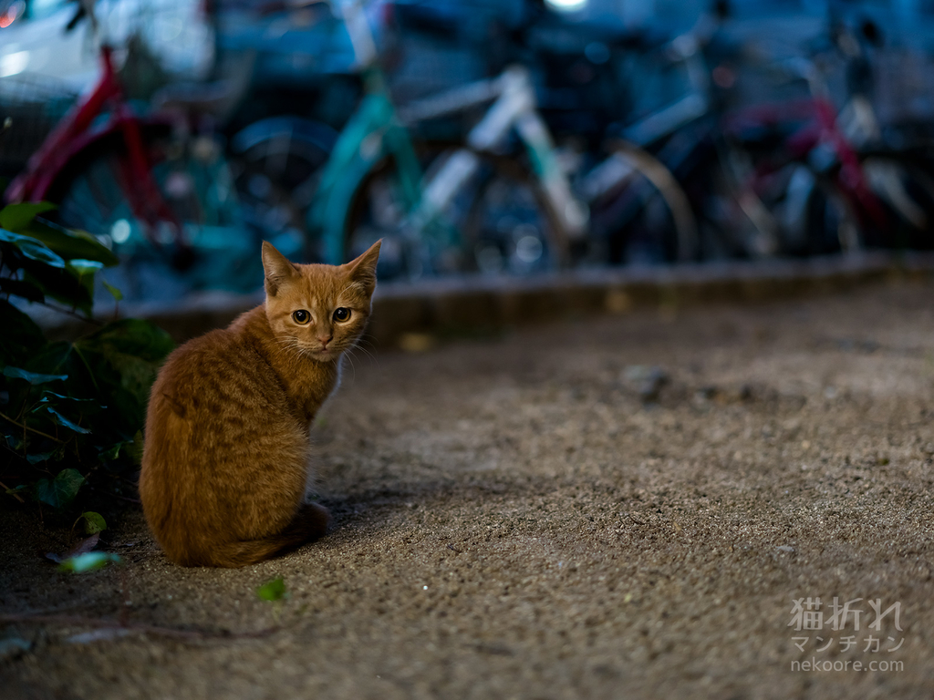 f:id:nekoore:20181103094658j:plain