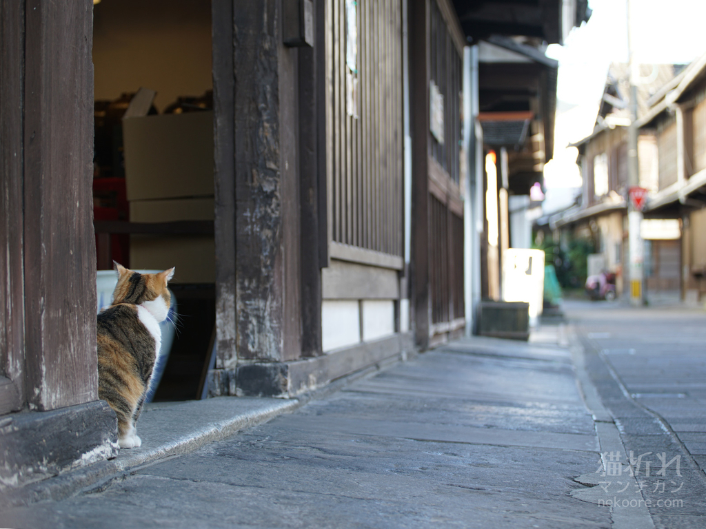 f:id:nekoore:20181103095646j:plain