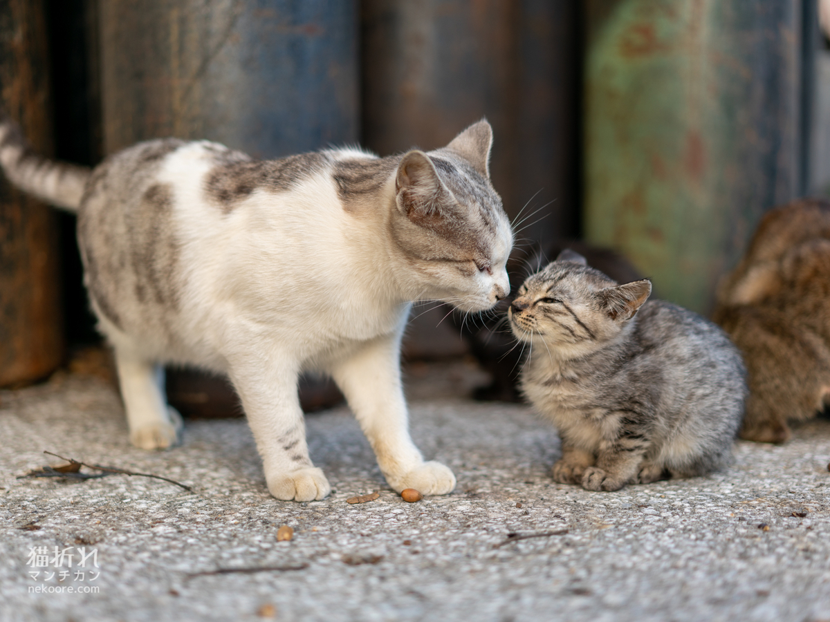 f:id:nekoore:20190824090656j:plain