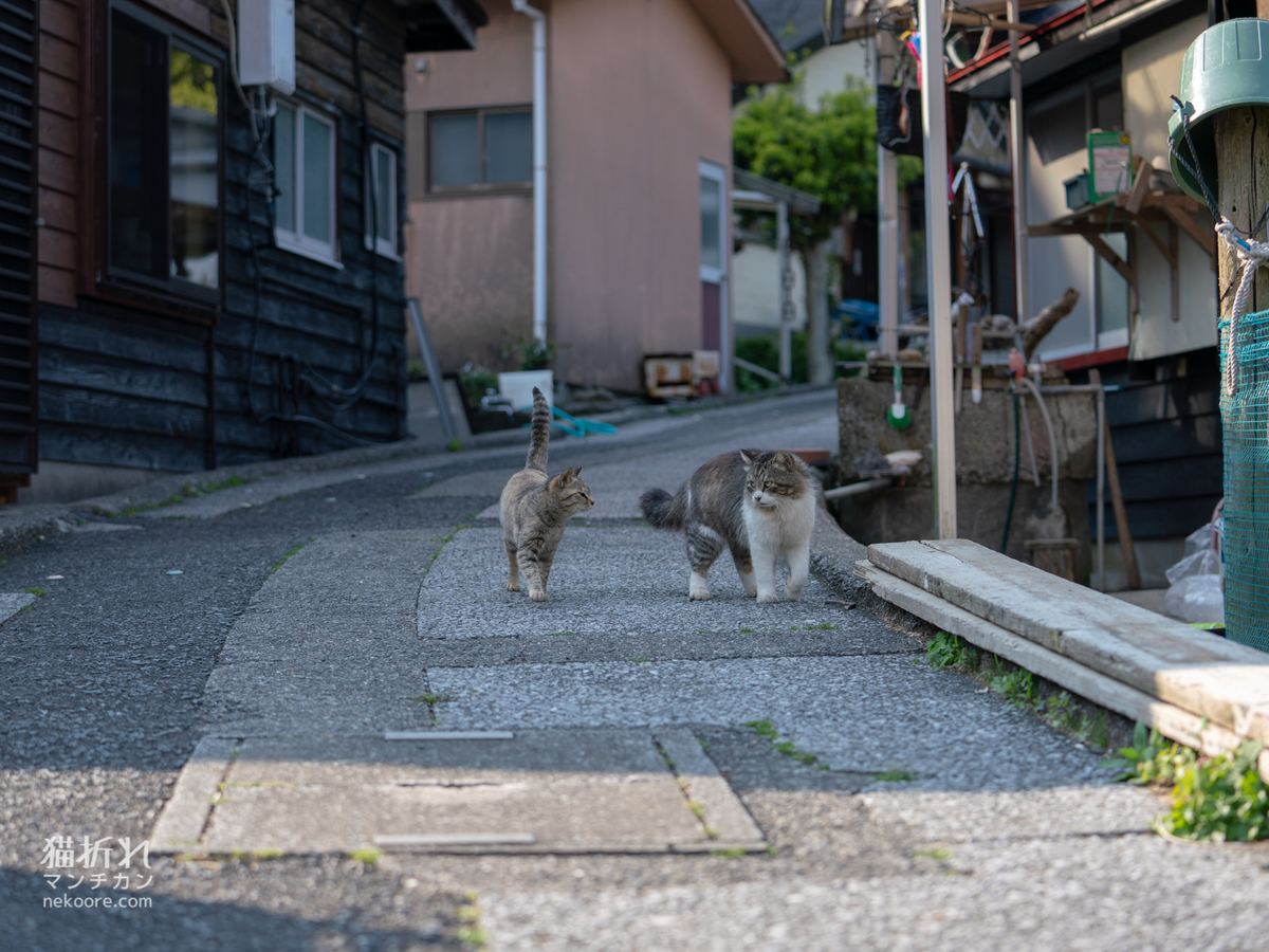 f:id:nekoore:20190829003248j:plain