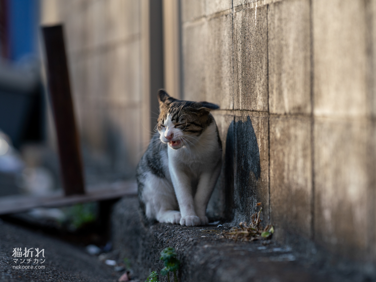 f:id:nekoore:20200806170555j:plain